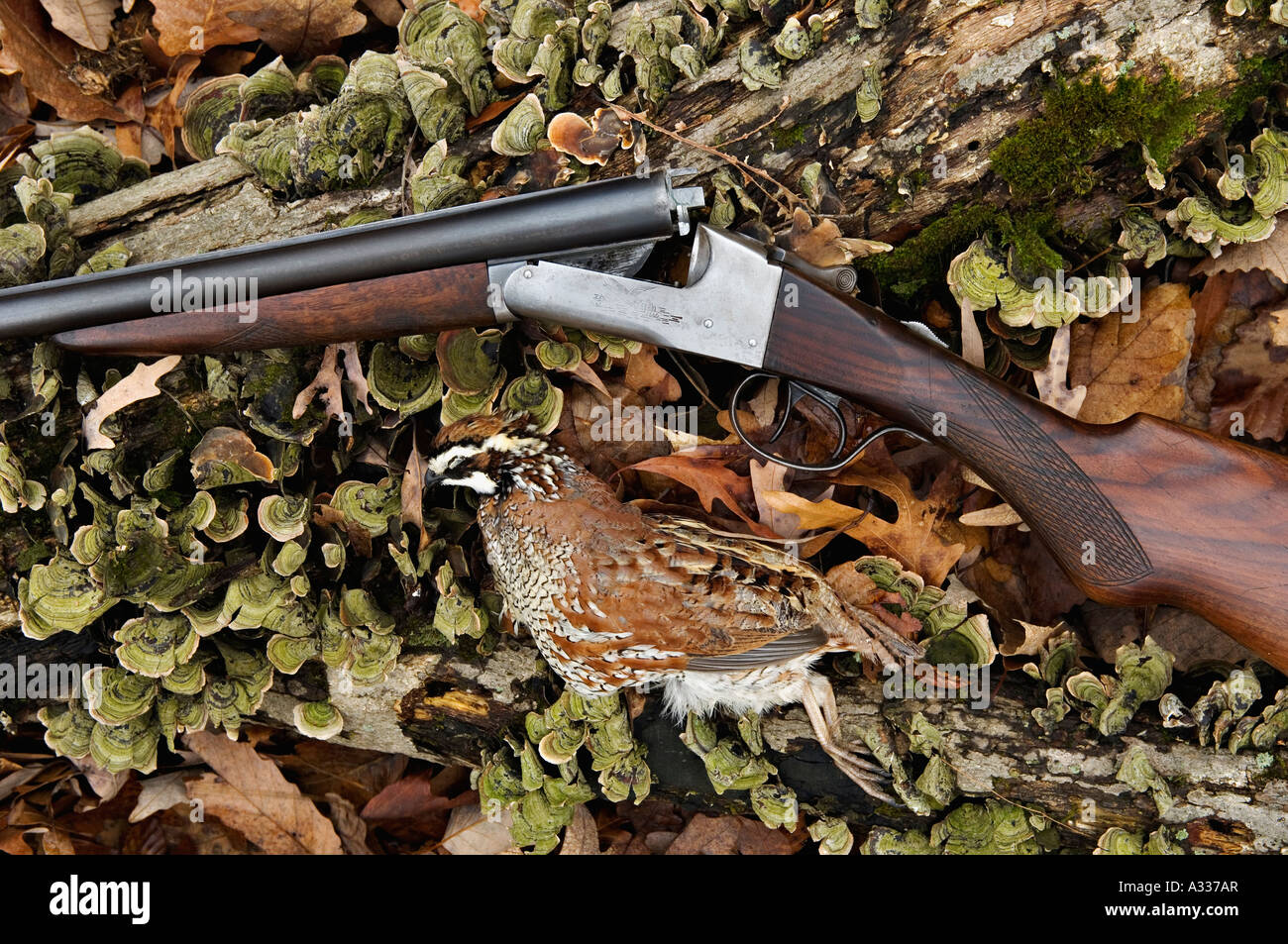 Antique LeFever Nitro Special 20 Gauge Double Barrel Shotgun on Old Log and Bobwhite Quail Stock Photo