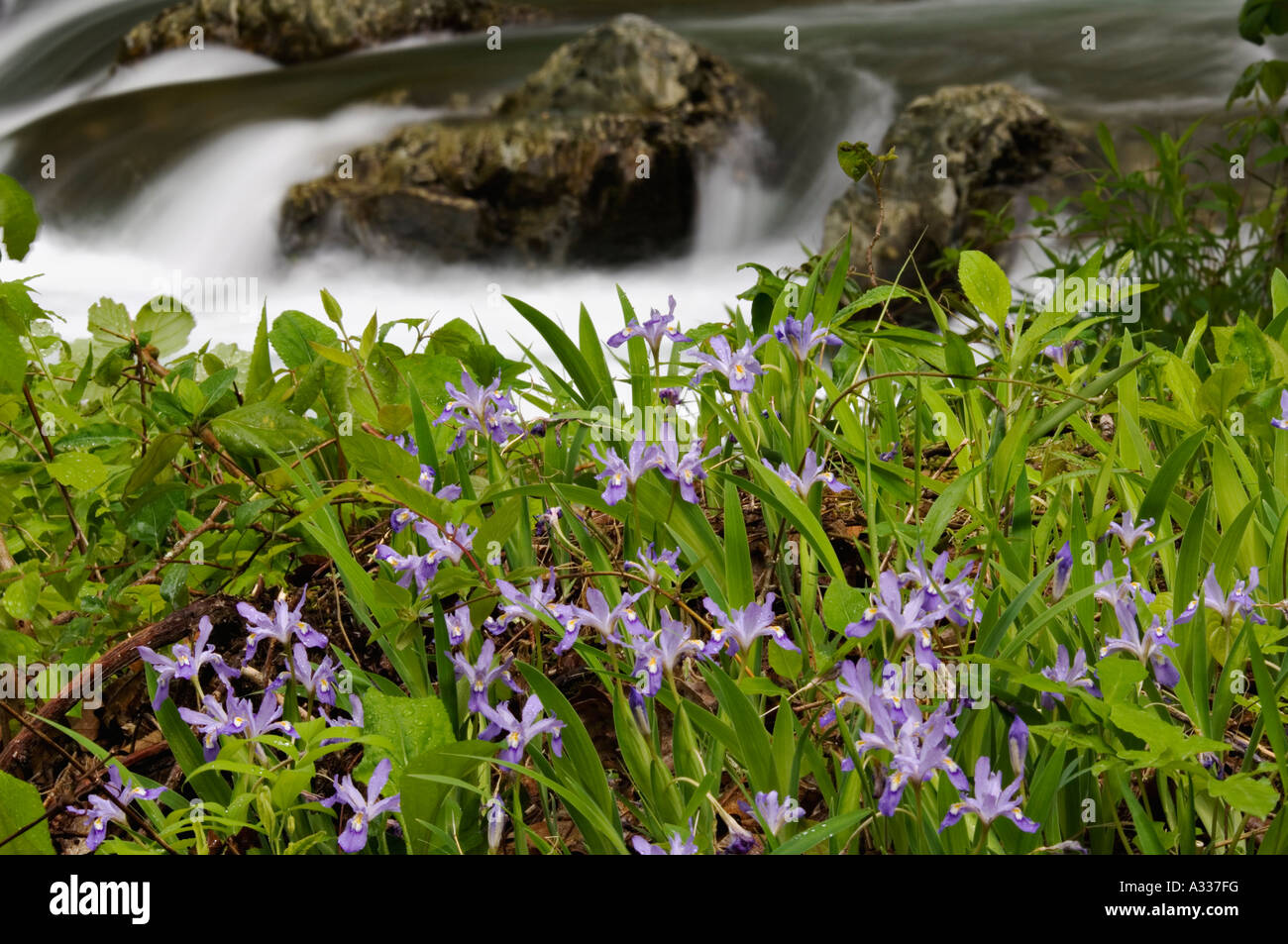 Crested Dwarf Iris Blooming Beside Rapids on Little Pigeon River Greenbrier Great Smoky Mountains National Park Tennessee Stock Photo