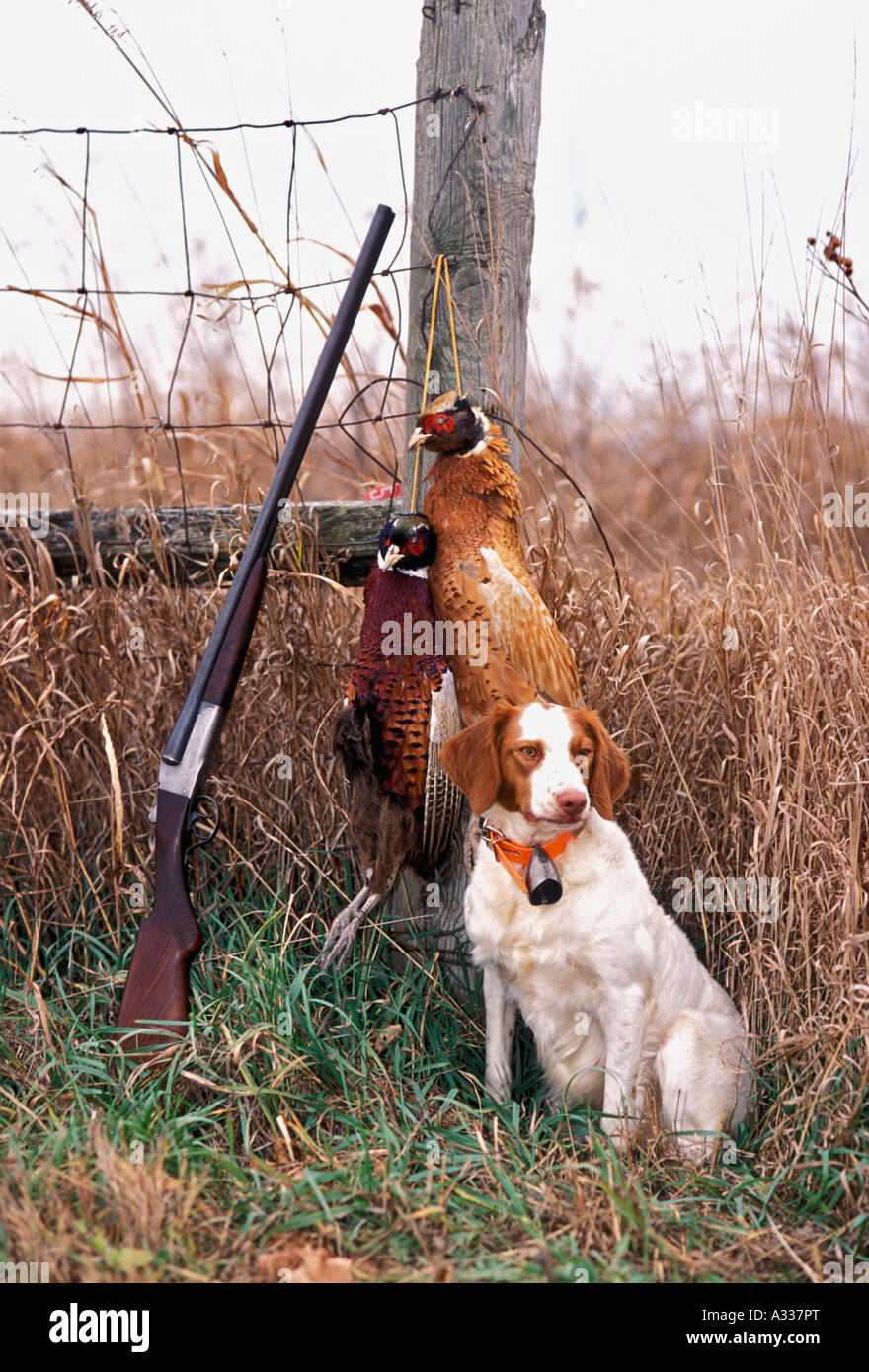 Old Lefever 20 Gauge Double Barrel Shotgun Leaning Against Fence Post with Pair of Pheasants and Brittany Bird Dog Indiana Stock Photo
