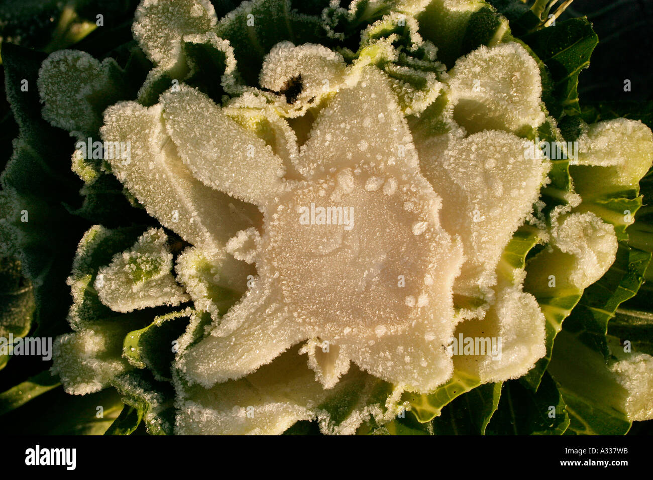 Cauliflower stalk left in field after harvest Stock Photo Alamy