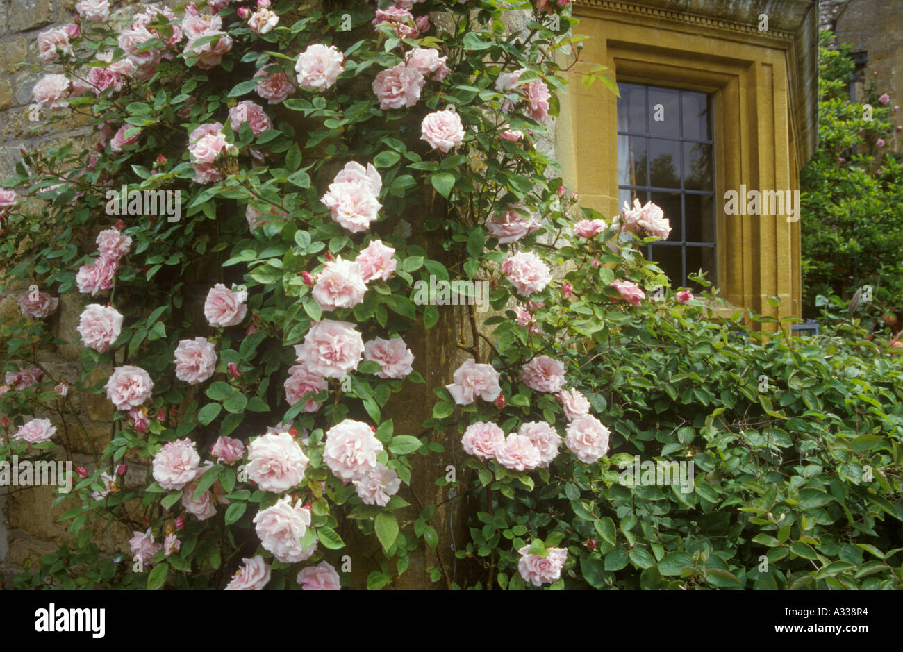 Roses at Hidcote Manor Gardens, Gloucestershire Stock Photo Alamy