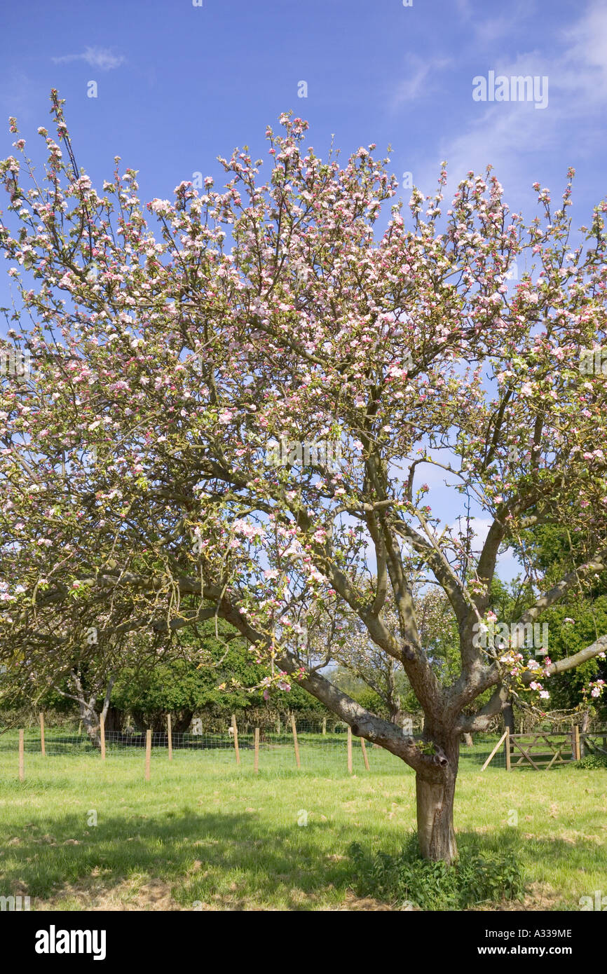 Springtime and apple blossom in an old orchard at Little Washbourne, Gloucestershire Stock Photo