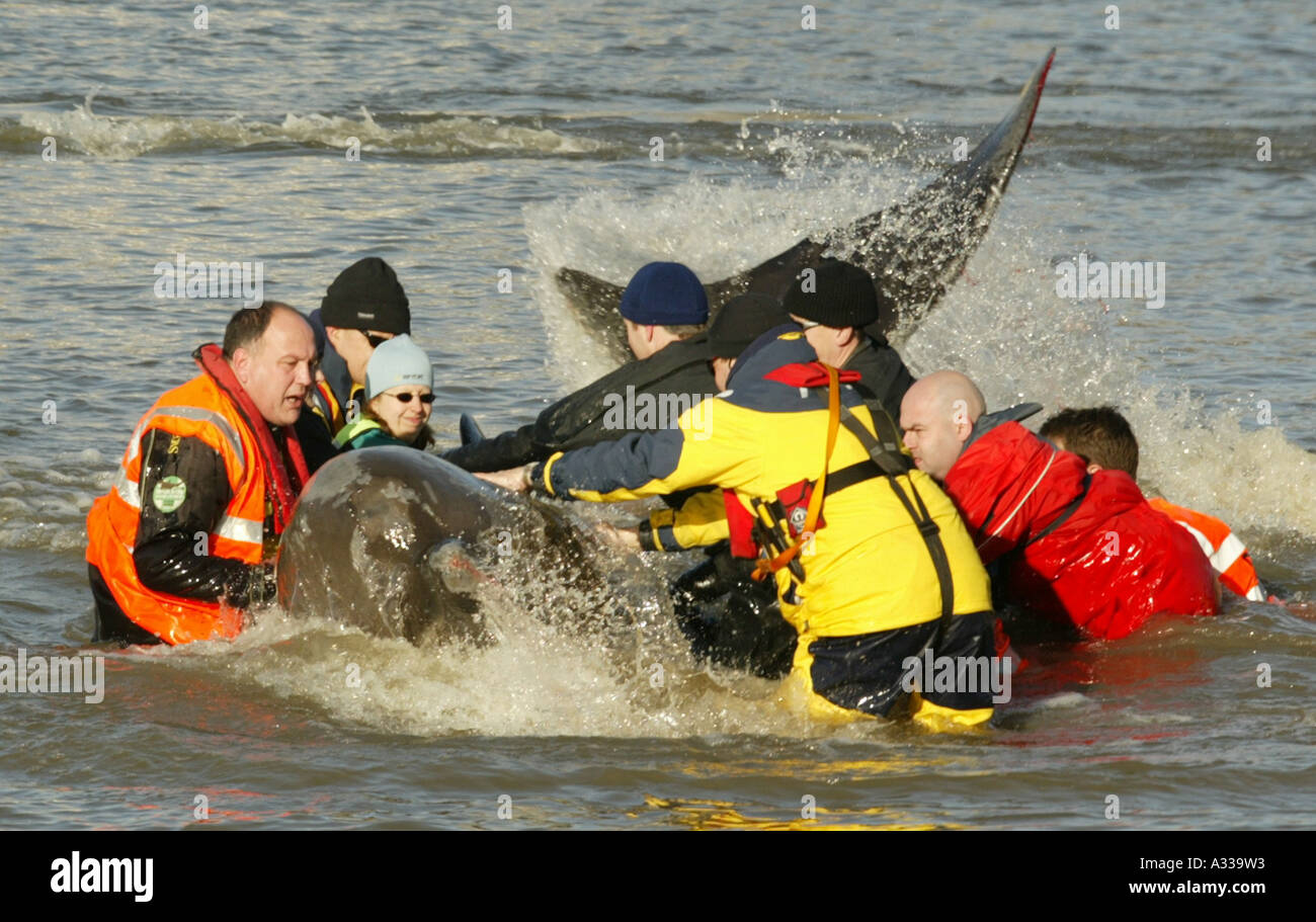 A Northern Bottlenosed whale is rescued in the Thames, near Battersea, South London. Stock Photo