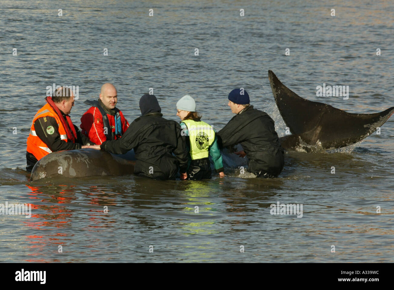 A Northern Bottlenosed whale is rescued in the river Thames, near Battersea, South London. Stock Photo