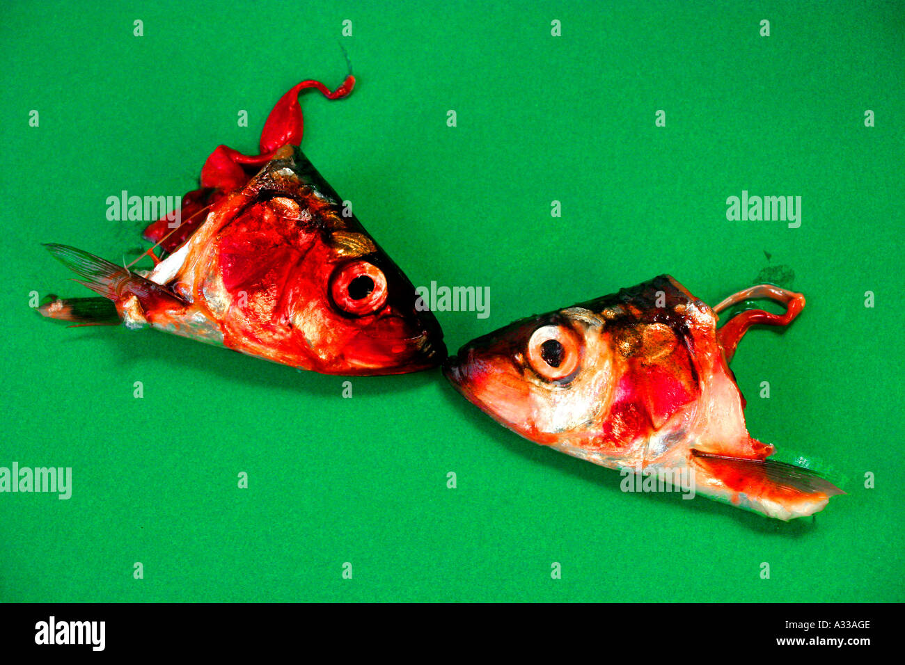 sardine fish heads against green background Stock Photo Alamy