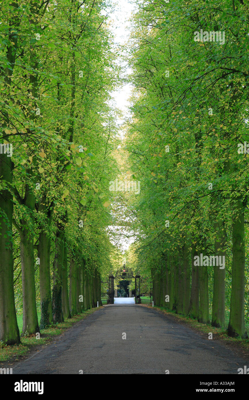 Tree lined drive driveway hi-res stock photography and images - Alamy