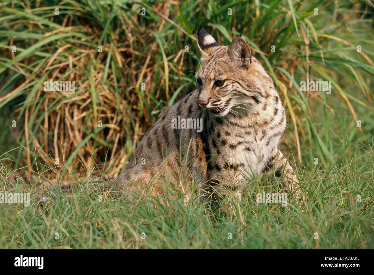 Lynx rufus hunting prey hi-res stock photography and images - Alamy