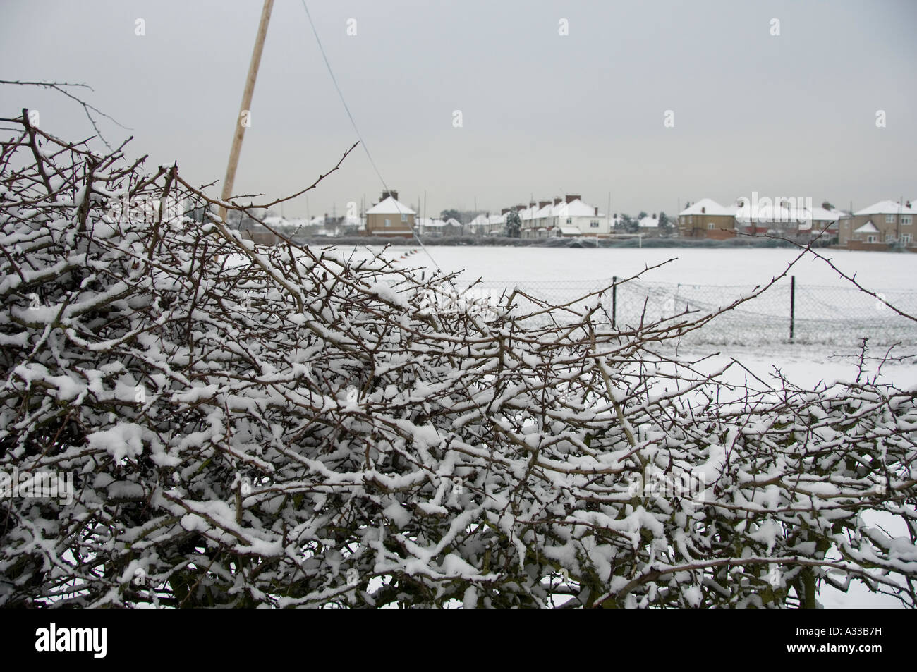 Snow covered hawthorn hedge Stock Photo - Alamy