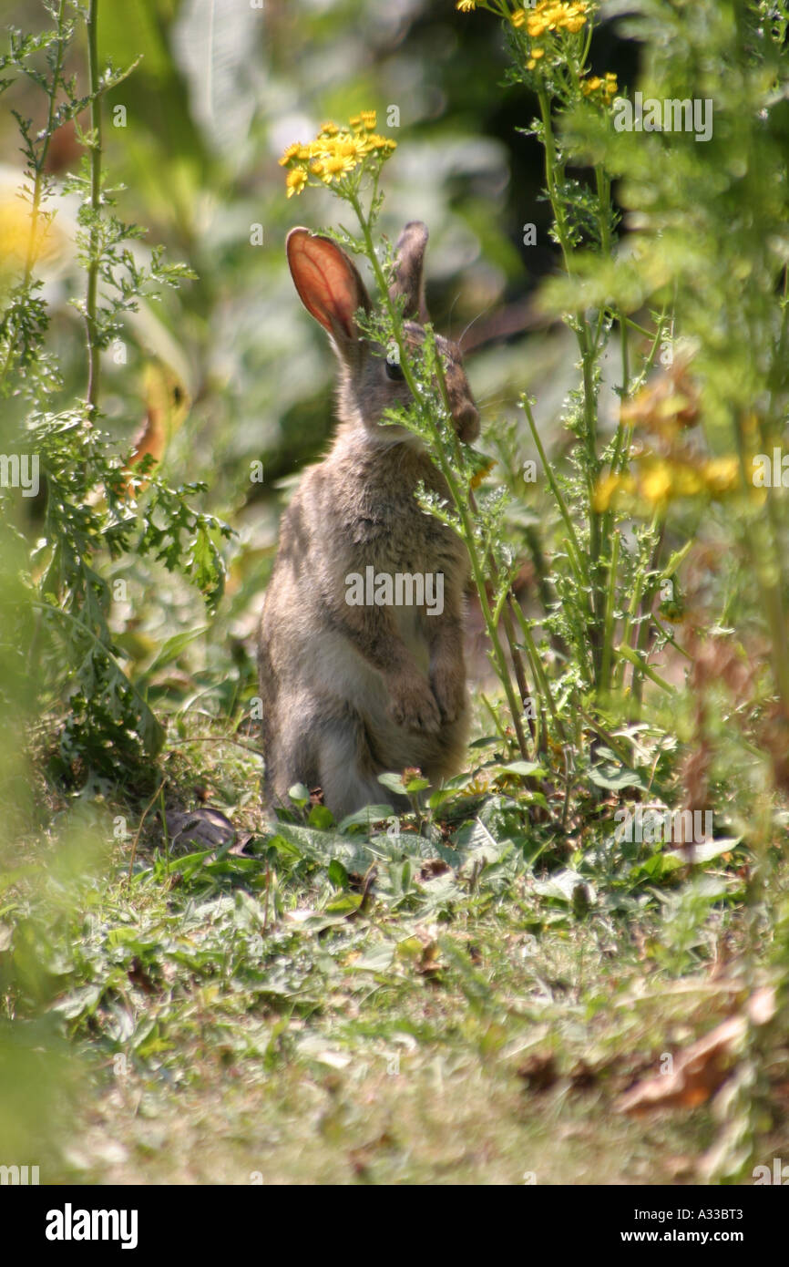 Rabbit Standing On Hind Legs Stock Photos & Rabbit Standing On Hind