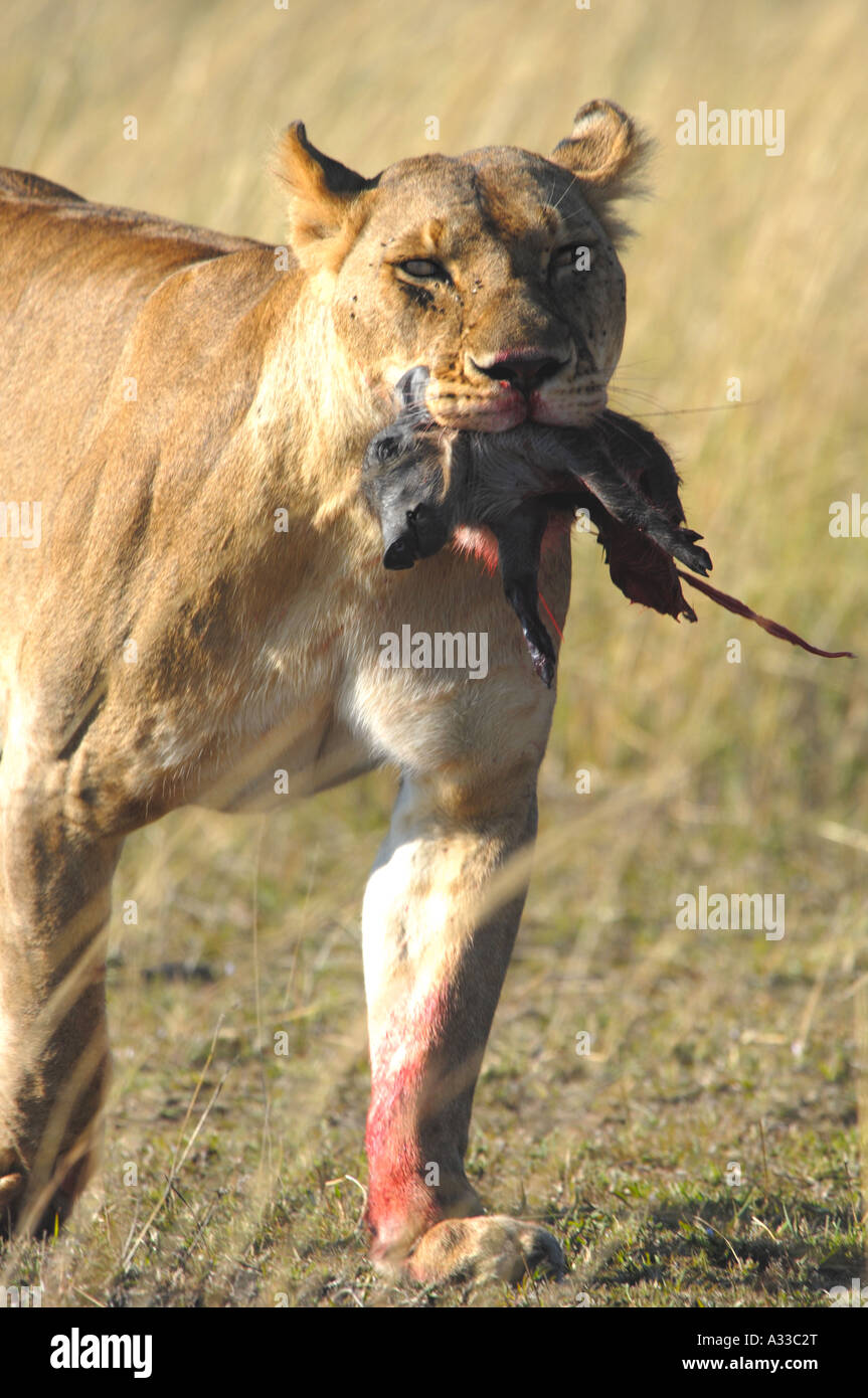 Lioness Carrying Baby Warthog Kill Stock Photo Alamy
