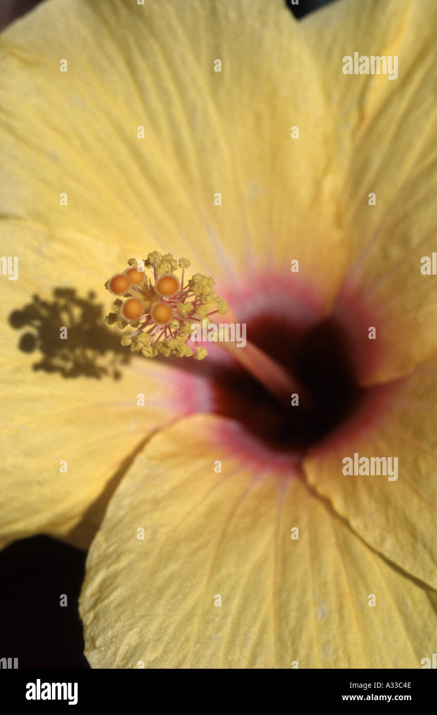 Yellow hibiscus close hi-res stock photography and images - Alamy