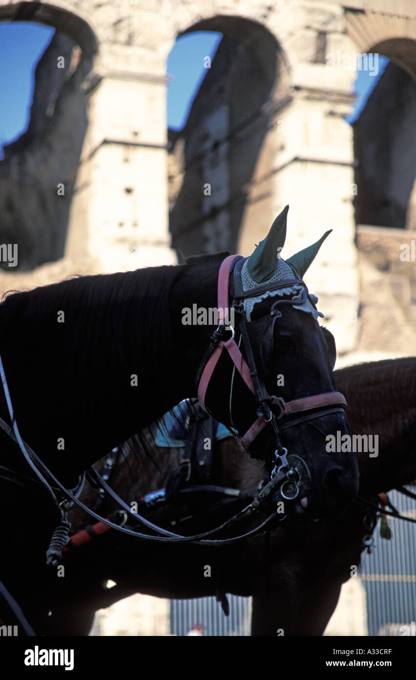 Horse with the Colosseum behind, Rome, Italy Stock Photo - Alamy
