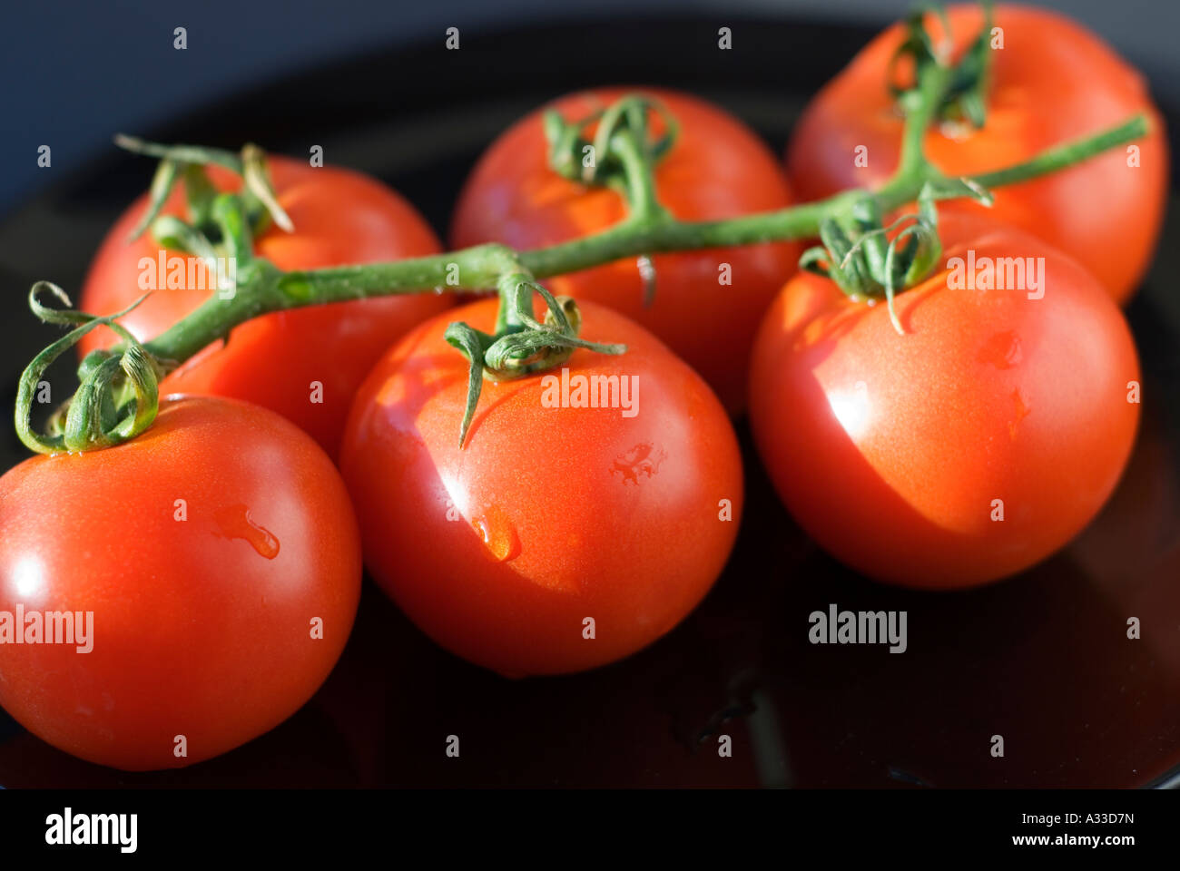 Tomato vine france hires stock photography and images Alamy