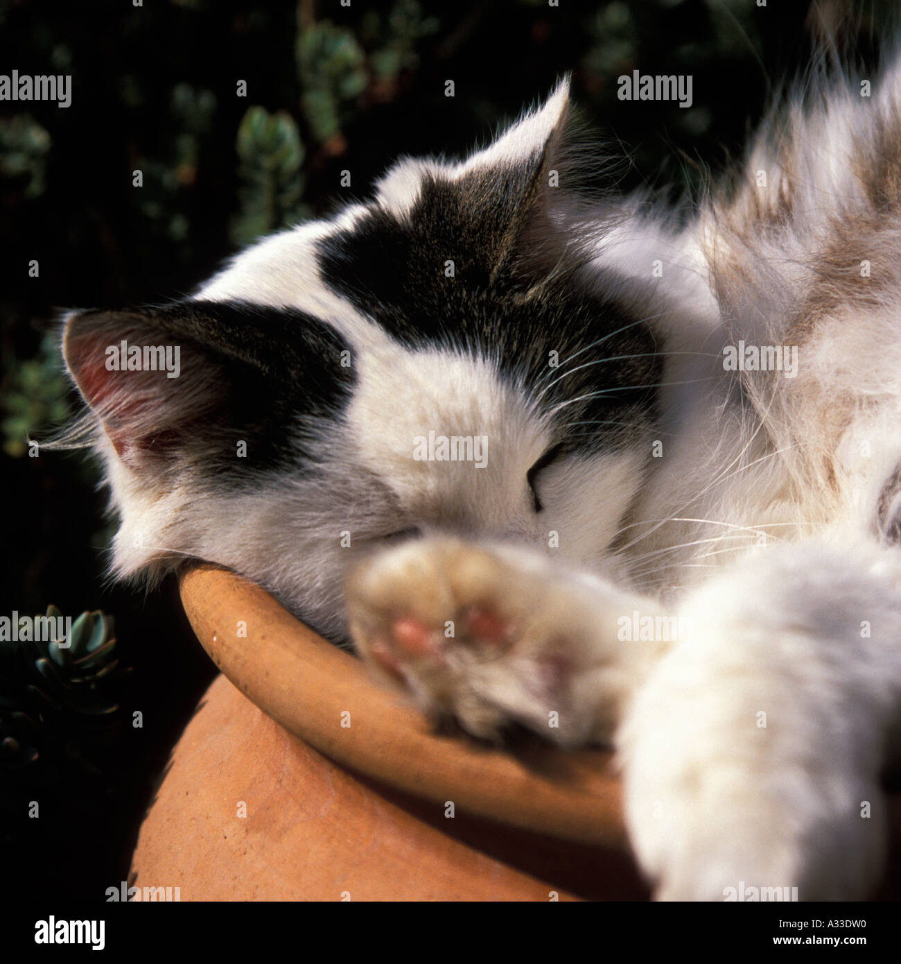 Black and White Cat Curled up in a Garden Pot Stock Photo - Alamy