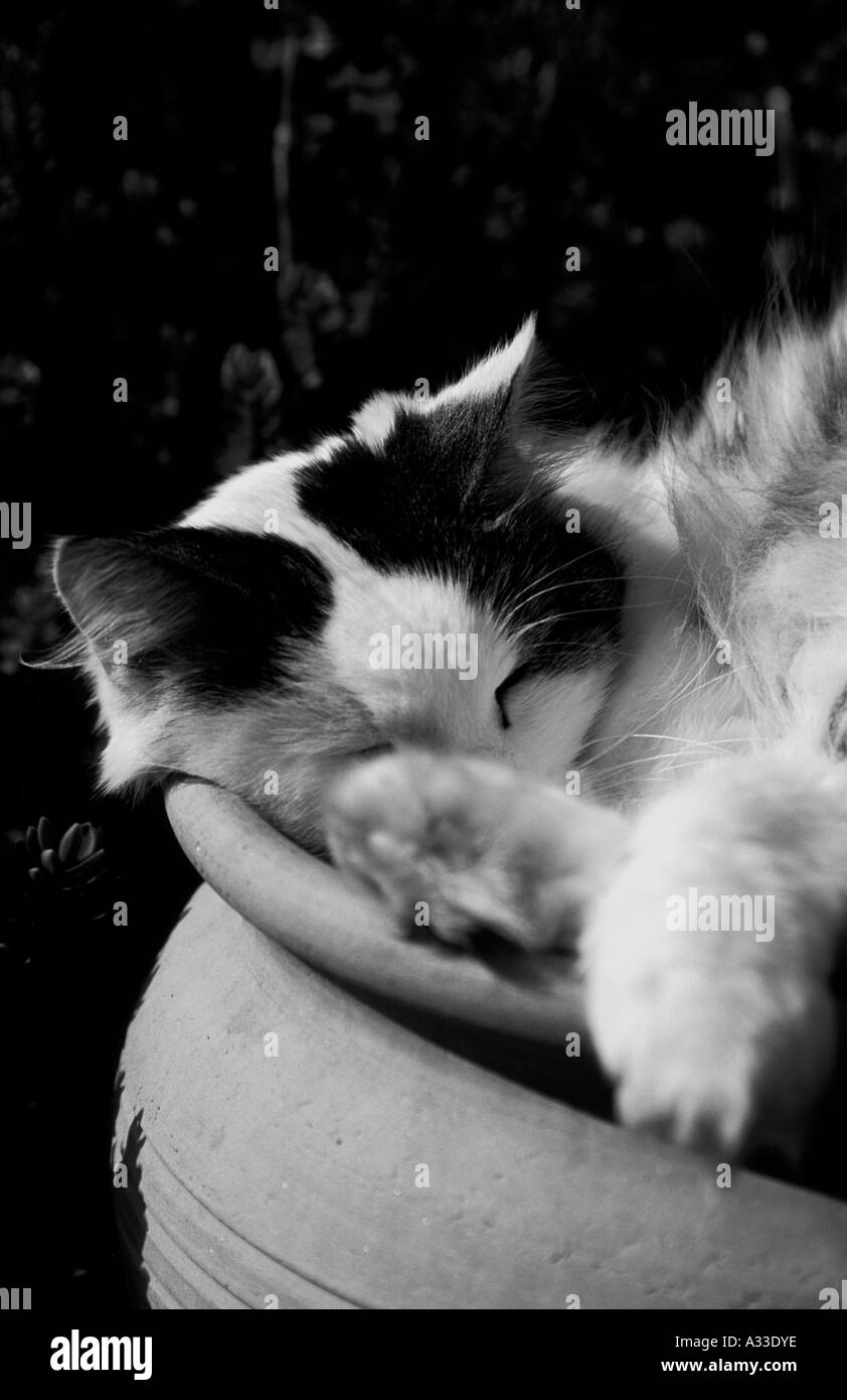 Black and White Cat Curled up in a Garden Pot Stock Photo