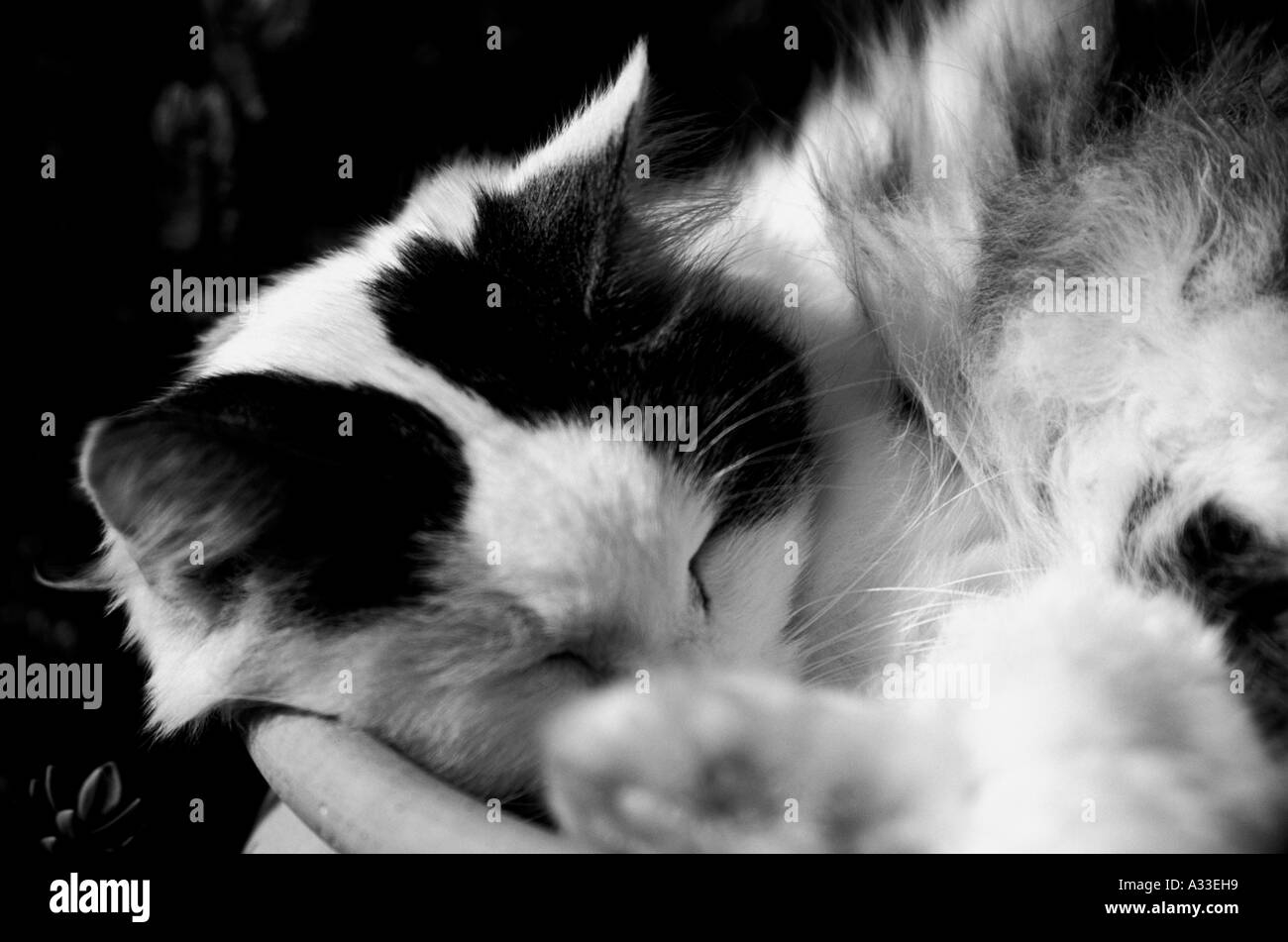 Black and White Cat Curled up in a Garden Pot Stock Photo - Alamy