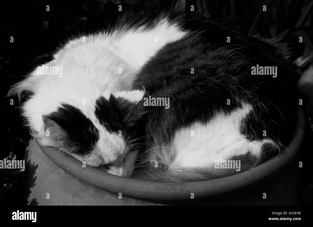Black and White Cat Curled up in a Garden Pot Stock Photo