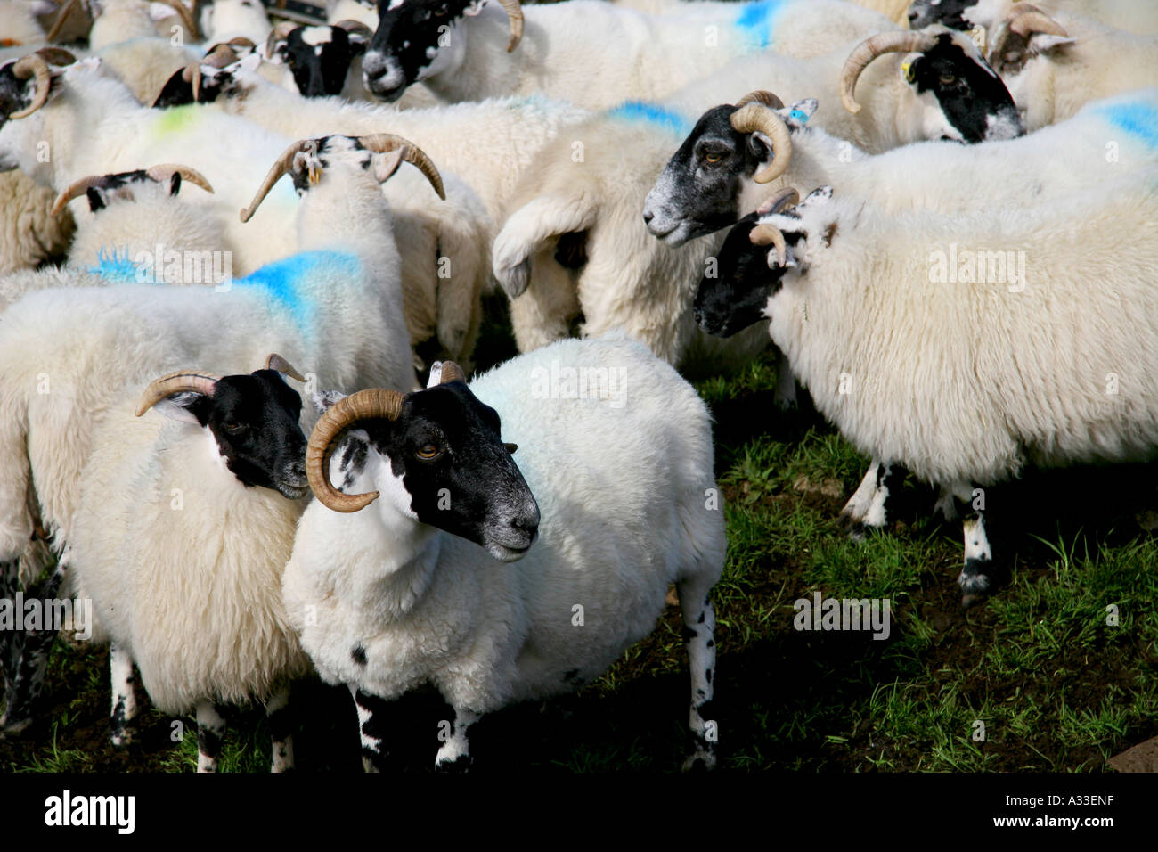 Scotland, Farming Black Faced Sheep Stock Photo Alamy