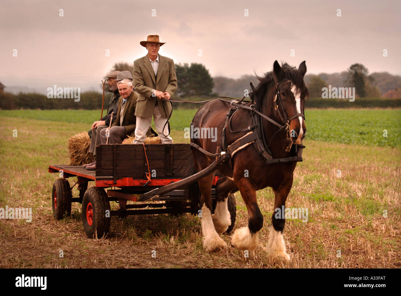 A SHIRE HORSE PULLING A TRAILER AT THE NATIONAL HEDGELAYING