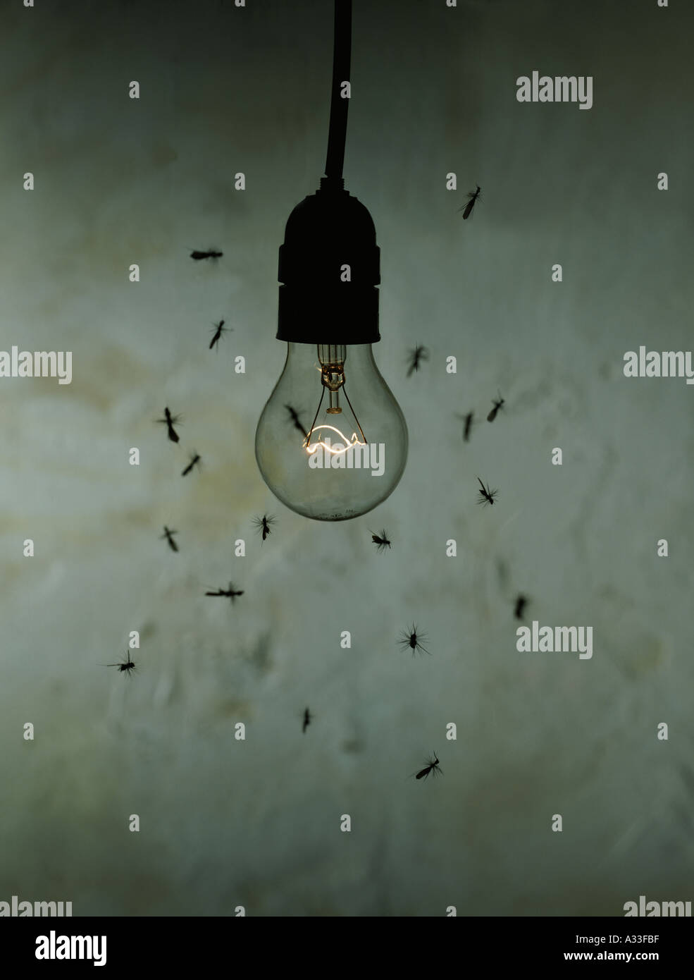Moth light bulb hires stock photography and images Alamy
