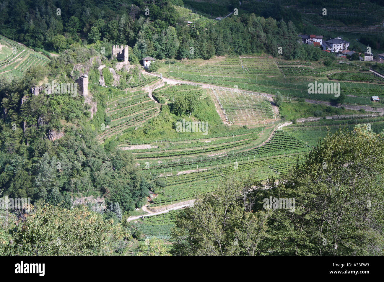 Terraced vineyards at Castello di Segonzano in the Val di Cembra, Trentino, Italy Stock Photo