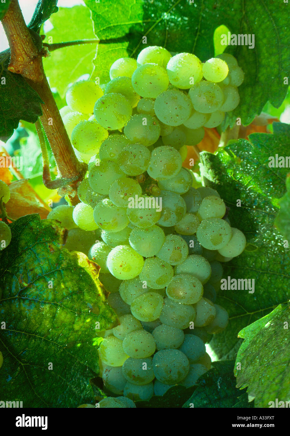 Agriculture Mature Johannesburg Riesling wine grape cluster on the