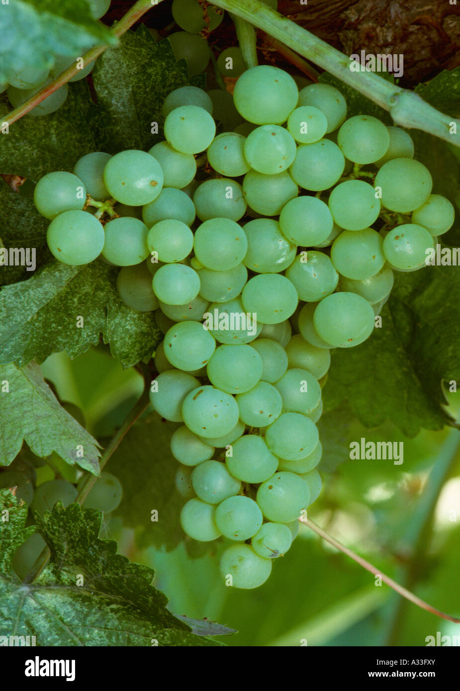 Agriculture - Mature French Colombard wine grape cluster on the vine / Lodi, California, USA. Stock Photo