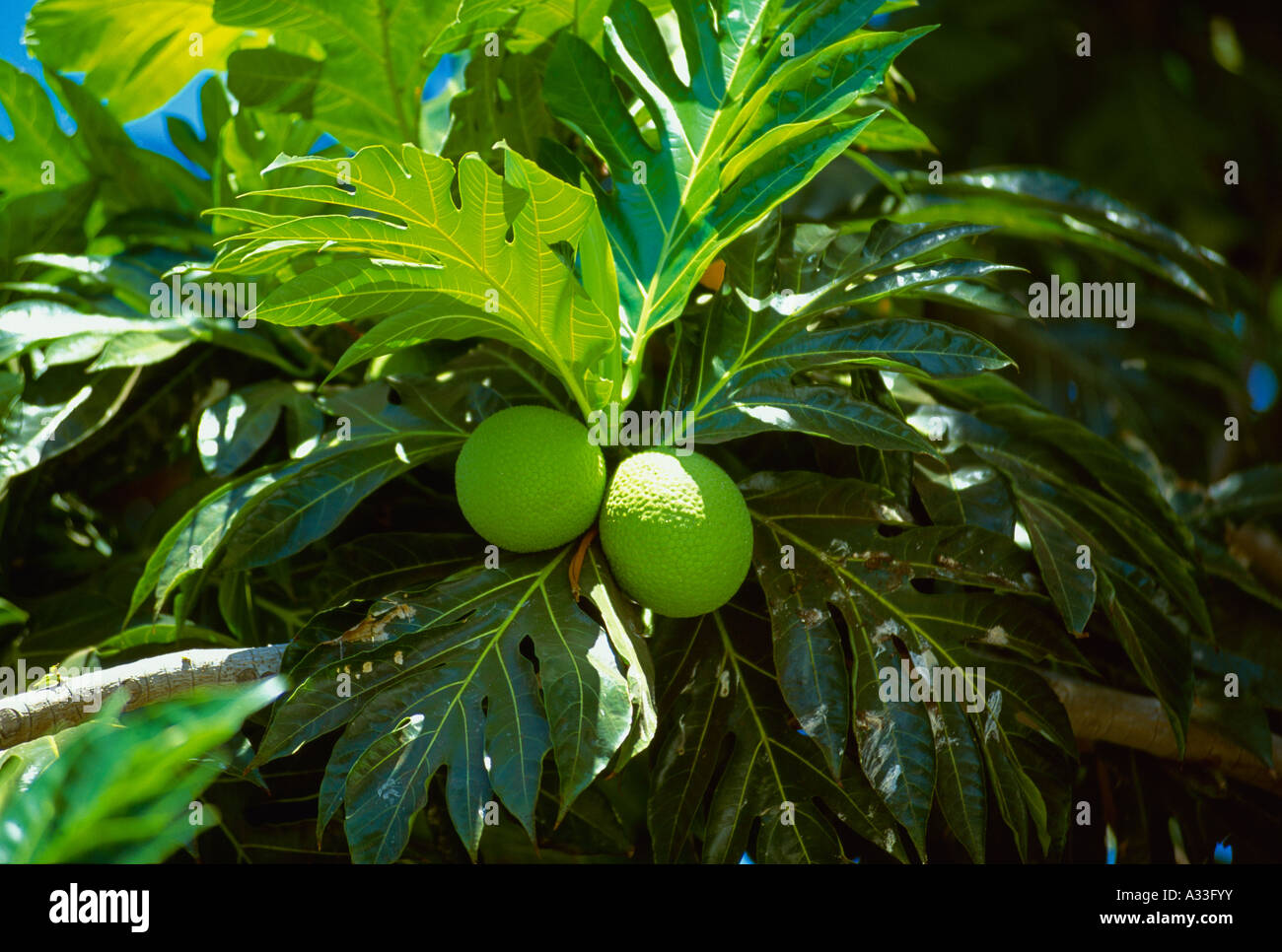 Agriculture Breadfruit on tree / Lahaina, Maui, Hawaii, USA Stock Photo Alamy