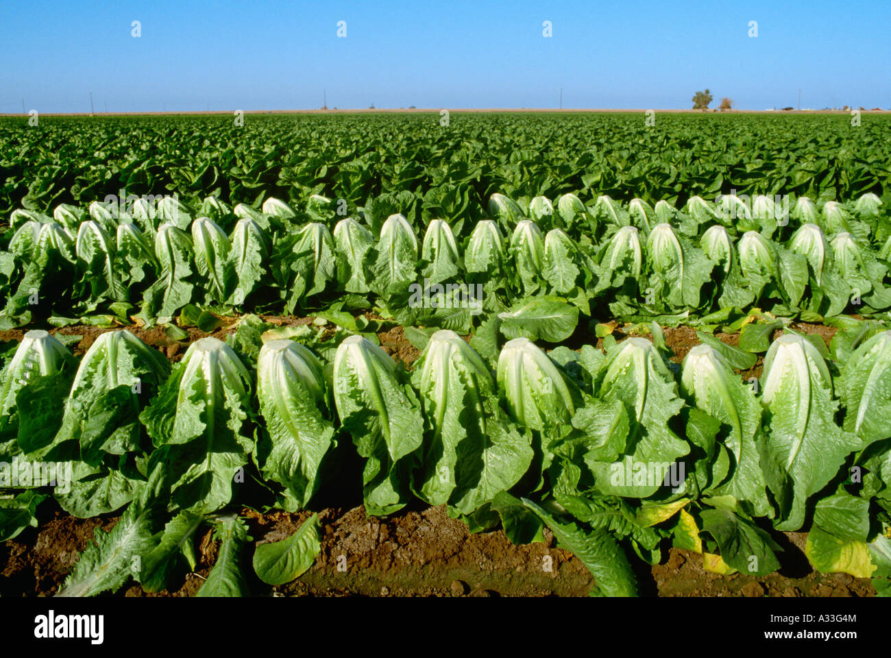 Agriculture Heads of harvested Romaine lettuce lined up in the field ready to be packed into