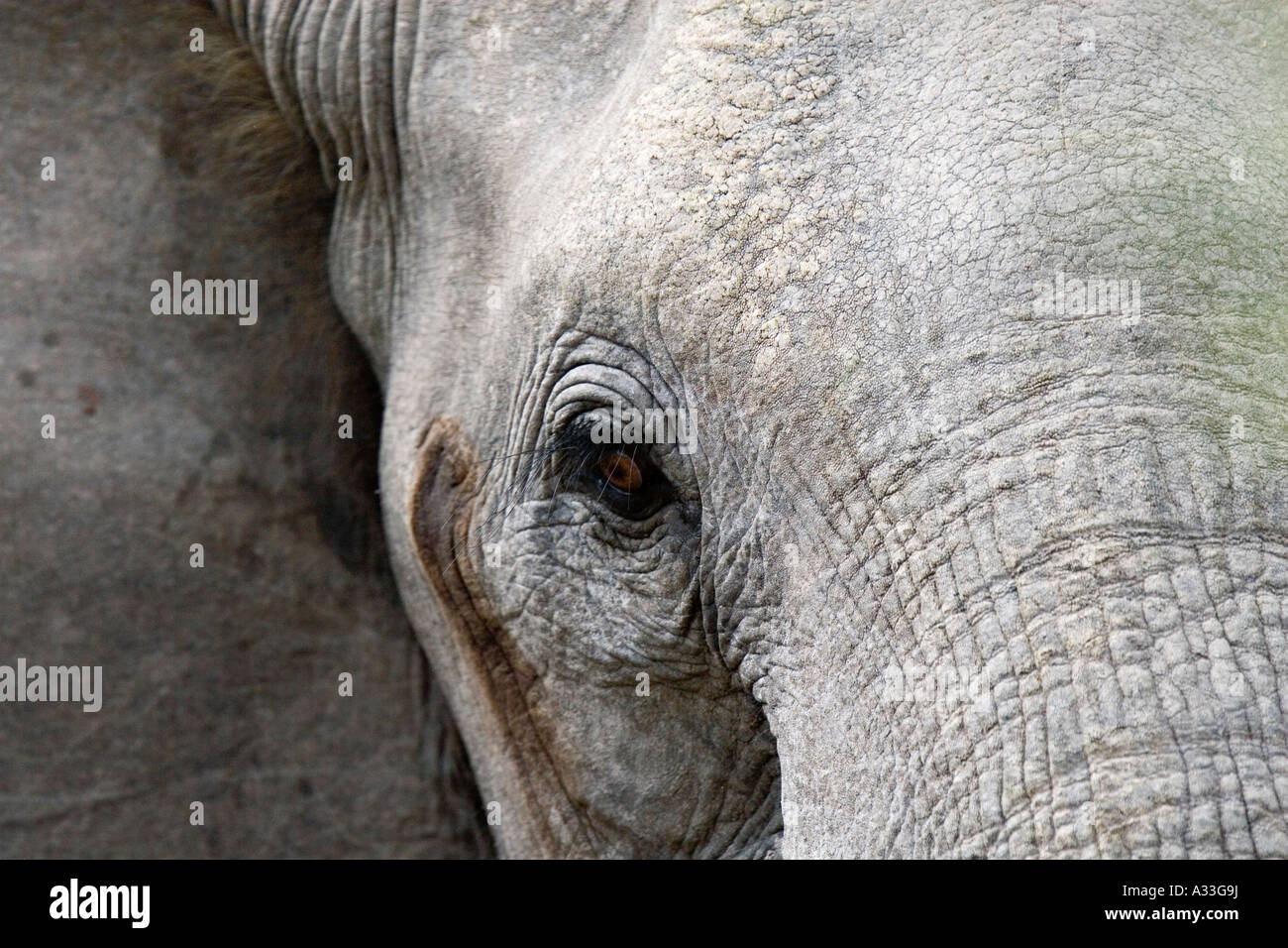 Closup of Elephant (Loxodonta Africana) in Selous Game Reserve, Tanzania, Africa Stock Photo