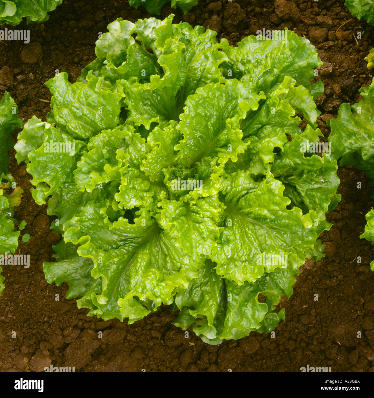 Agriculture Closeup Of A Mature Head Of Organic Green Leaf Lettuce Stock Photo Alamy