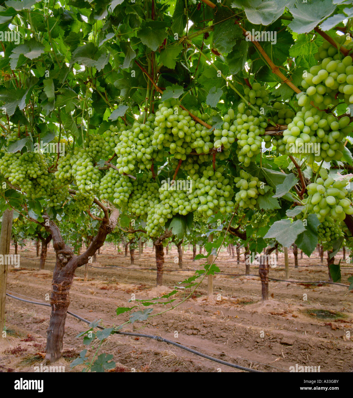 Agriculture Mature, harvest ready Thompson Seedless table grapes on
