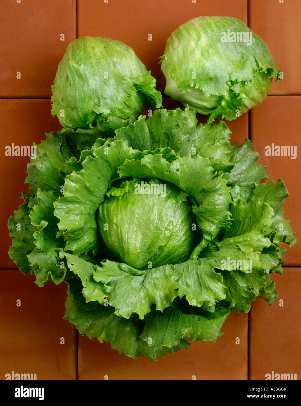 Agriculture Iceberg lettuce heads on Saltillo tiles, in studio Stock