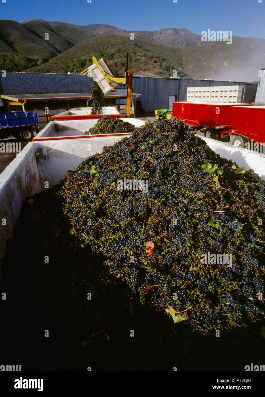 Freshly harvested Merlot wine grapes in bins on a truck being prepared for transport to a winery / Monterey County, CA, USA. Stock Photo