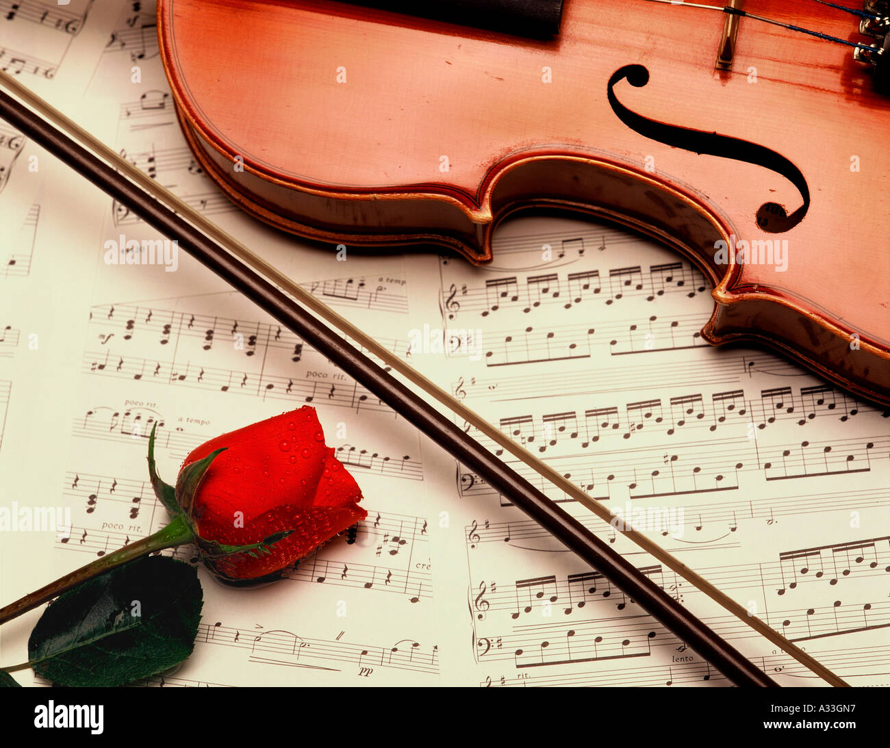 Music rose violin Stock Photo