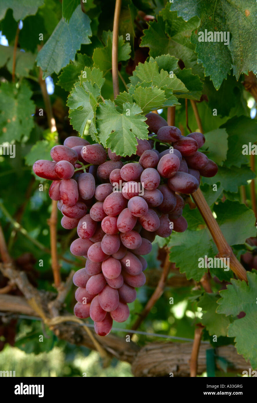 Agriculture - Mature, harvest ready Crimson Seedless table grapes on the  vine / San Joaquin Valley, California, USA Stock Photo - Alamy