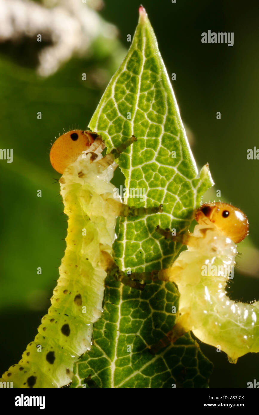 extreme macro sawfly larva eating rose leaves Stock Photo Alamy