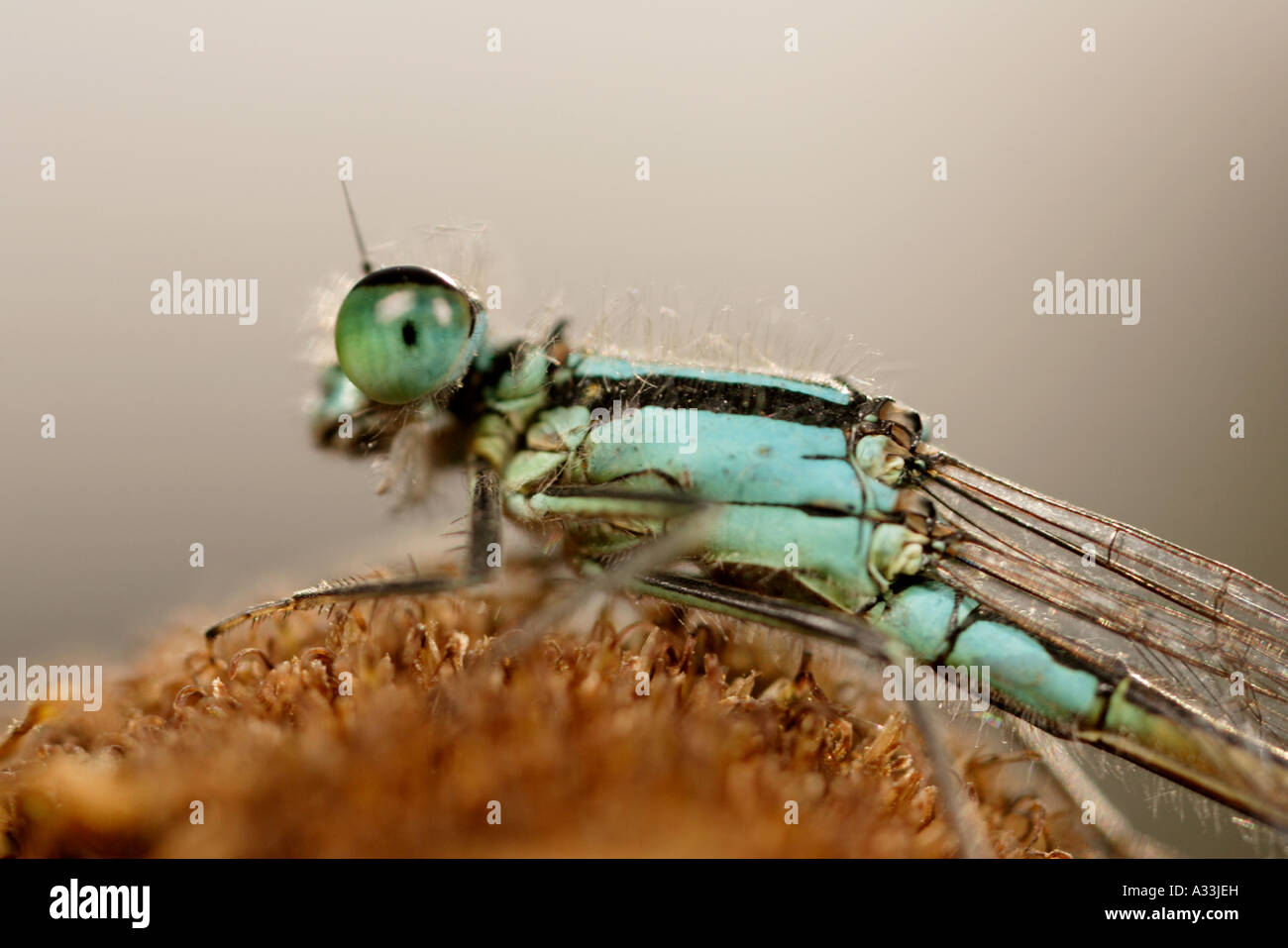 extreme macro of common blue damselfly resting on a thistle bud Stock ...