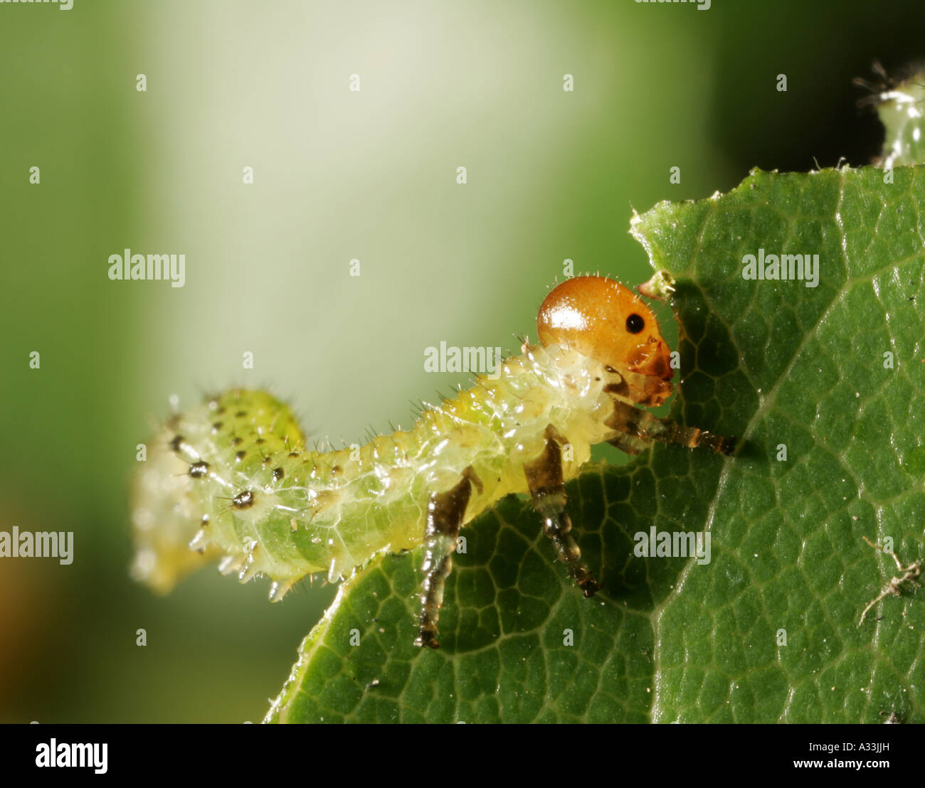 My Image 15
