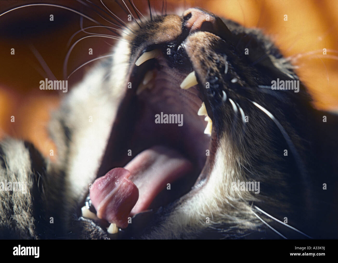 cat yawning Stock Photo