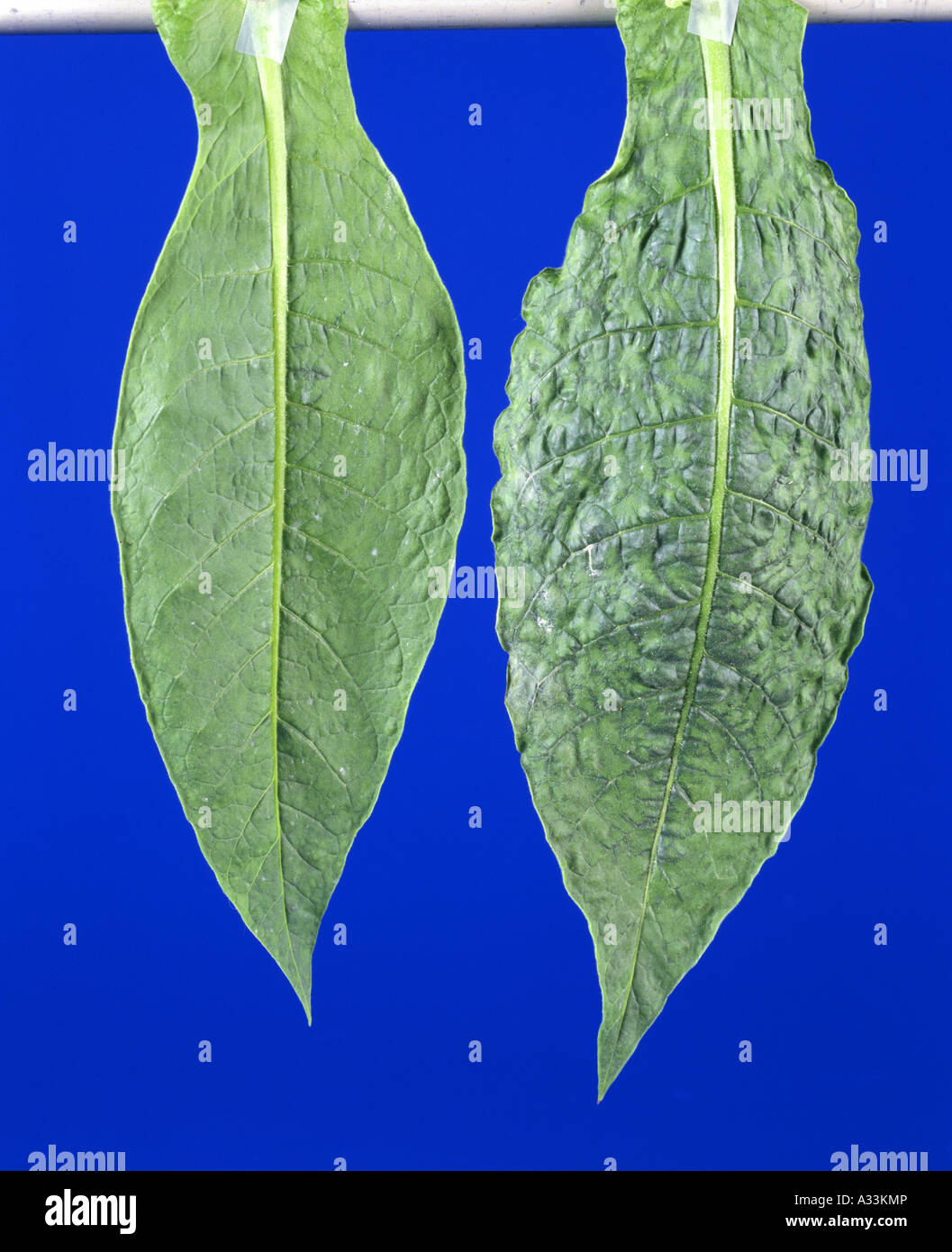 TOBACCO MOSAIC VIRUS (MARMOR TABACI) LEFT: UNINFECTED; RIGHT: INFECTED WITH TMV TOP SIDE OF LEAF  /  STUDIO Stock Photo