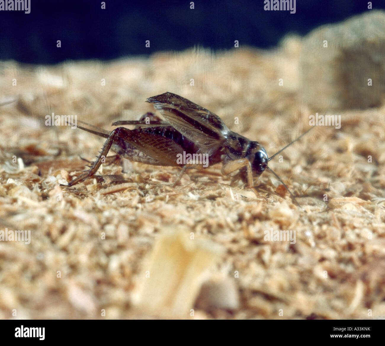 HOUSE CRICKET OR CRICKET ON THE HEARTH (GRYLLUS DOMESTICA; ACHETA DOMESTICA) ADULT CRICKET; CHIRPING; HOUSEHOLD PEST Stock Photo