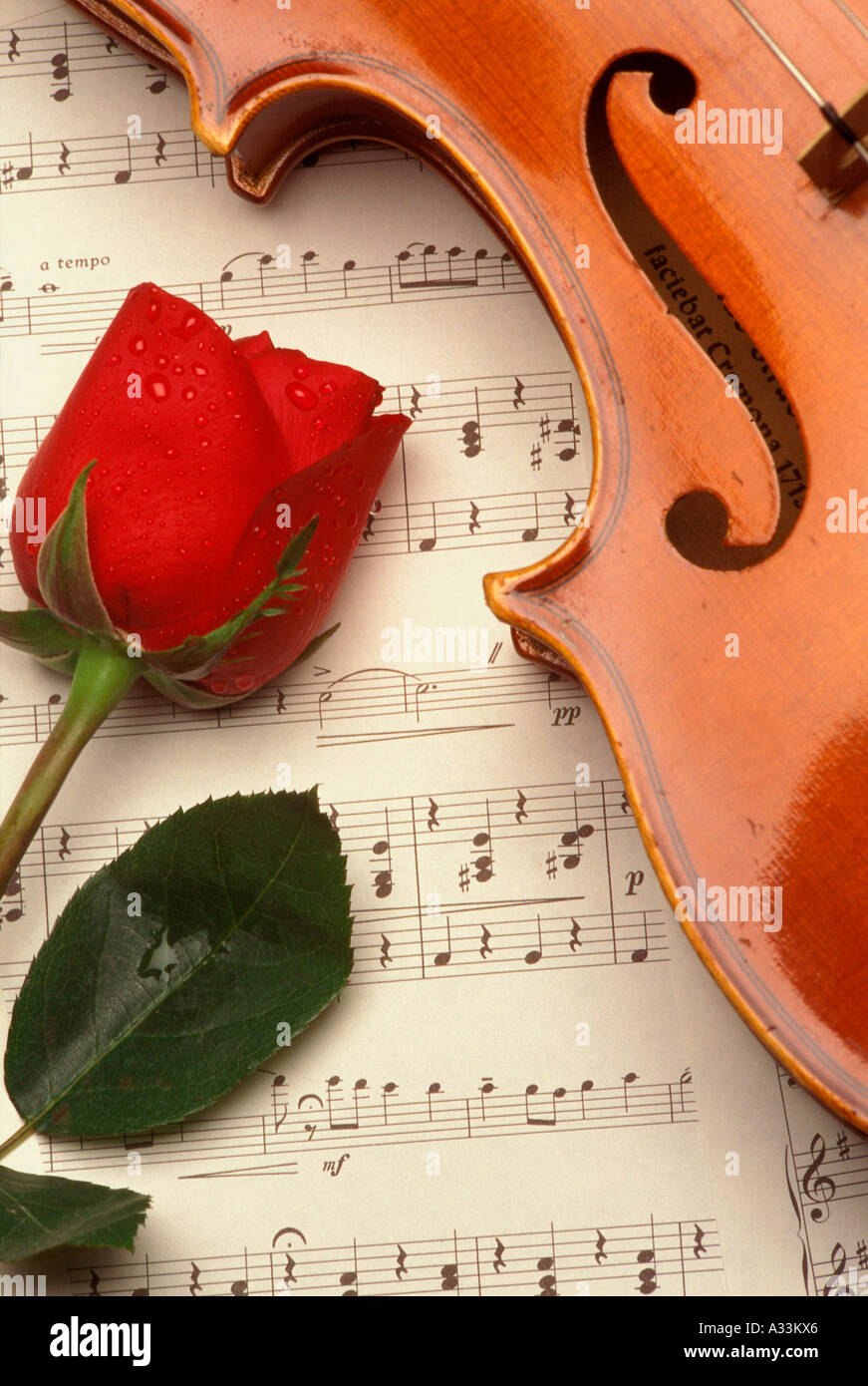 Music rose violin Stock Photo