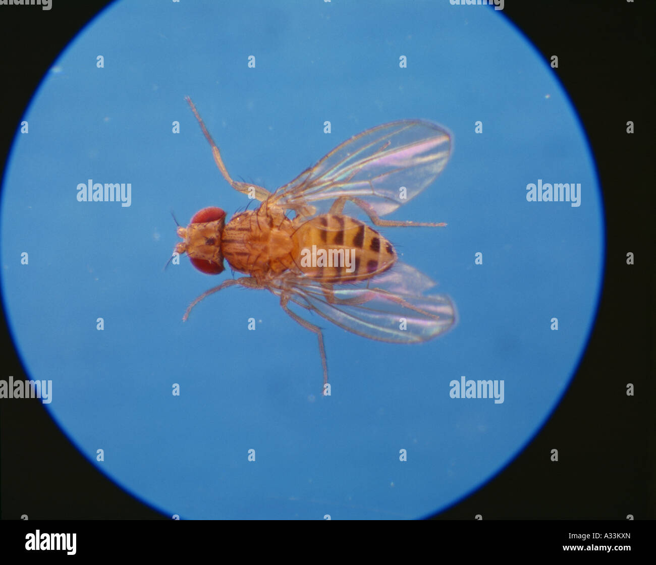 FRUIT FLY OR VINEGAR FLY (DROSOPHILA MELANOGASTER) FEMALE; REDEYED