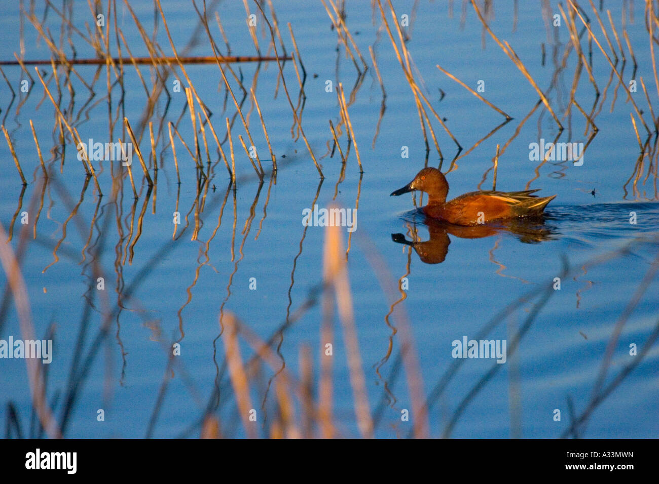 Cinnamon teal duck in the Sacramento National Wildlife Refuge, Sacramento Valley, California. Stock Photo
