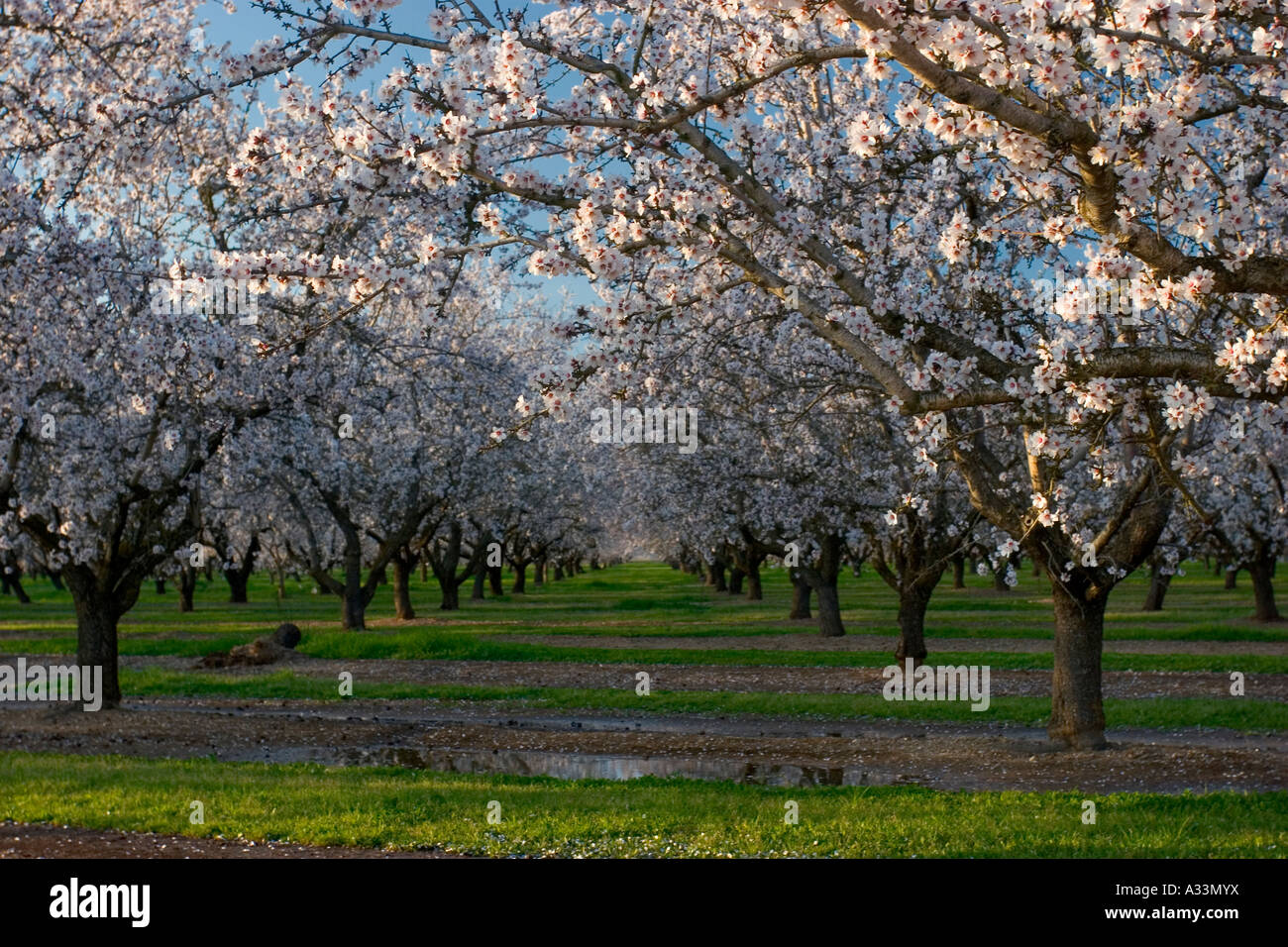 Almond orchards in bloom, Sacramento Valley, California Stock Photo Alamy