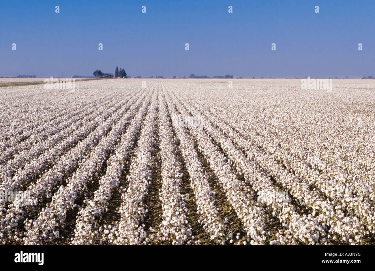 Rows of ripe cotton, Sacramento Valley, northern California. Stock Photo