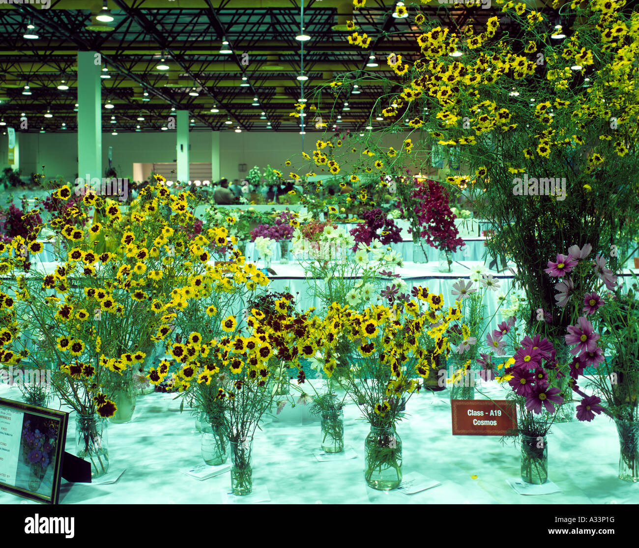 EXHIBITION OF FLOWERS AT INTERNATIONAL CONVENTION CENTRE DOHA QATAR Stock Photo