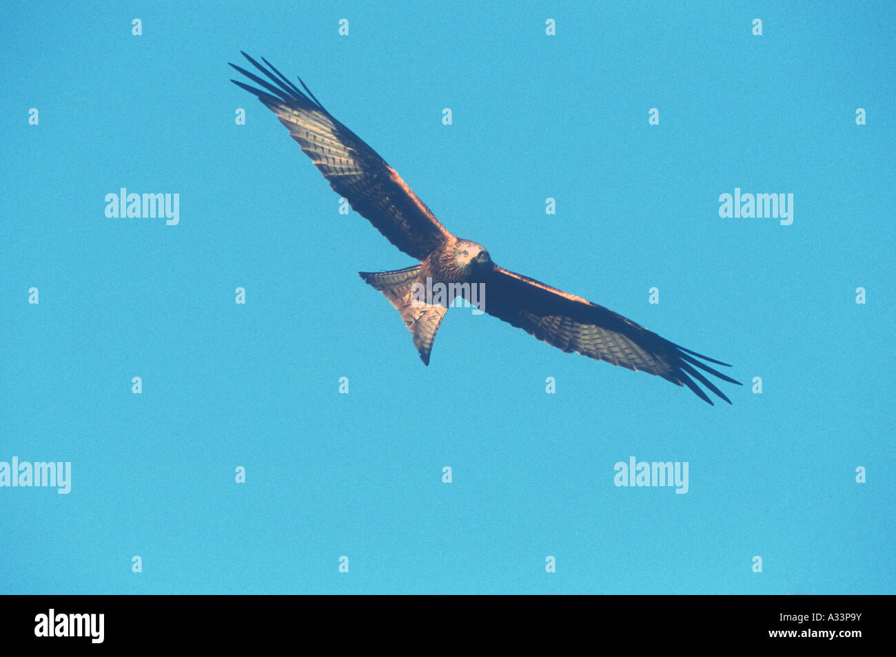 Red Kite in Flight Birds Natural World Wales Stock Photo