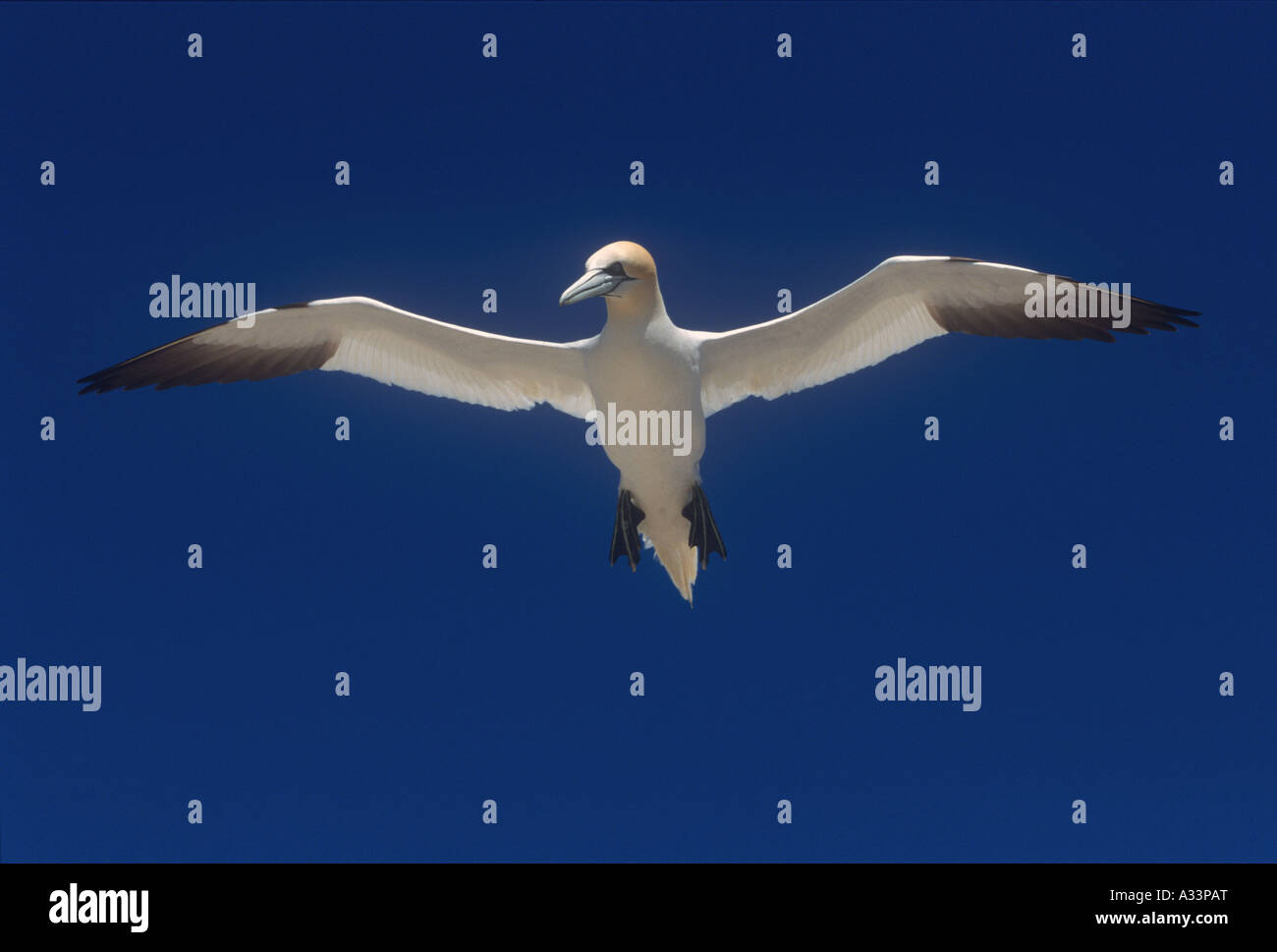 Gannet in Flight Birds Natural World Wales UK Stock Photo